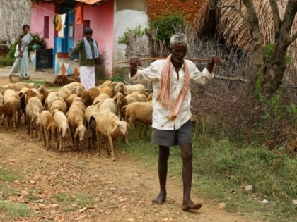 100 animals in Karnataka under coronavirus threat after shepherd tests positive for COVID-19 | 100 animals in Karnataka under coronavirus threat after shepherd tests positive for COVID-19