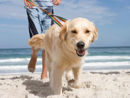 Maharashtra’s Unconventional Career Story Goes Viral: Dog Walking Pays More Than MBA Job | Maharashtra’s Unconventional Career Story Goes Viral: Dog Walking Pays More Than MBA Job Maharashtra’s Unconventional Career Story Goes Viral: Dog Walking Pays More Than MBA Job | Maharashtra’s Unconventional Career Story Goes Viral: Dog Walking Pays More Than MBA Job