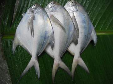 Maharashtra govt declares silver pomfret as state fish | Maharashtra govt declares silver pomfret as state fish Maharashtra govt declares silver pomfret as state fish | Maharashtra govt declares silver pomfret as state fish