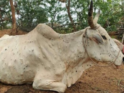 Solapur: Four animals succumb to lumpy skin disease in single day, 18 animals affected | Solapur: Four animals succumb to lumpy skin disease in single day, 18 animals affected