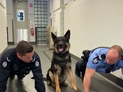 Video of a German Shepherd doing push-up challenge with police officers is unmissable! | Video of a German Shepherd doing push-up challenge with police officers is unmissable!
