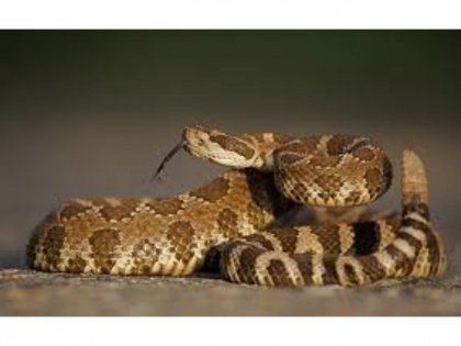 Shocking! 17 year old claims he has been bit 8 times by same snake in a month | Shocking! 17 year old claims he has been bit 8 times by same snake in a month