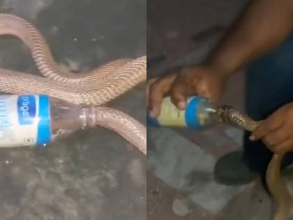 Odisha: Snake Helpline Volunteers Rescue Cobra Stuck in Empty Milk Bottle in Bhubaneswar; Video Goes Viral | Odisha: Snake Helpline Volunteers Rescue Cobra Stuck in Empty Milk Bottle in Bhubaneswar; Video Goes Viral Odisha: Snake Helpline Volunteers Rescue Cobra Stuck in Empty Milk Bottle in Bhubaneswar; Video Goes Viral | Odisha: Snake Helpline Volunteers Rescue Cobra Stuck in Empty Milk Bottle in Bhubaneswar; Video Goes Viral