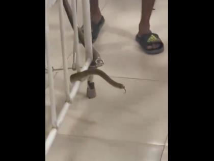 Thane: Snake Sparks Panic at District Hospital After Slipping Into Ward; Video Goes Viral | Thane: Snake Sparks Panic at District Hospital After Slipping Into Ward; Video Goes Viral