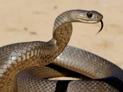 Maharashtra Shock: 13-Year-Old Girl Succumbs to Snakebite While Asleep in Karanpura | Maharashtra Shock: 13-Year-Old Girl Succumbs to Snakebite While Asleep in Karanpura