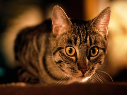 Shocking! Amid covid crisis, now cats die of mysterious disease in UK | Shocking! Amid covid crisis, now cats die of mysterious disease in UK