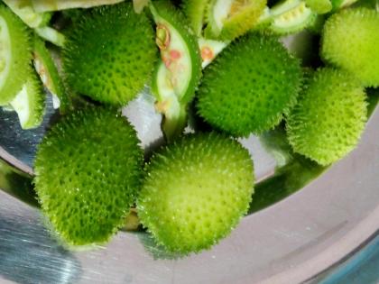 Kantola Benefits: Know Why You Should Eat Spiny Gourd During Monsoon | Kantola Benefits: Know Why You Should Eat Spiny Gourd During Monsoon Kantola Benefits: Know Why You Should Eat Spiny Gourd During Monsoon | Kantola Benefits: Know Why You Should Eat Spiny Gourd During Monsoon