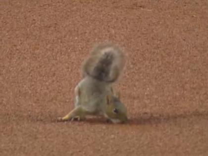 Squirrel Invades Field at Yankee Stadium During Red Sox vs New York Yankees Game; Video Goes Viral | Squirrel Invades Field at Yankee Stadium During Red Sox vs New York Yankees Game; Video Goes Viral Squirrel Invades Field at Yankee Stadium During Red Sox vs New York Yankees Game; Video Goes Viral | Squirrel Invades Field at Yankee Stadium During Red Sox vs New York Yankees Game; Video Goes Viral