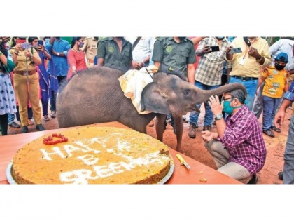 Viral Video! Baby elephant celebrates her first birthday by cutting rice & ragi cake | Viral Video! Baby elephant celebrates her first birthday by cutting rice & ragi cake
