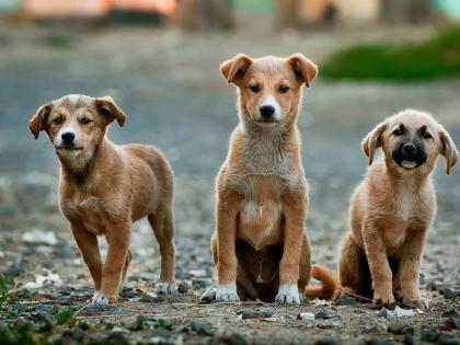 Jalgaon: Adopted Stray Dog's Heroic Effort Saves 8-Year-Old Boy from Collapsed Shelter | Jalgaon: Adopted Stray Dog's Heroic Effort Saves 8-Year-Old Boy from Collapsed Shelter Jalgaon: Adopted Stray Dog's Heroic Effort Saves 8-Year-Old Boy from Collapsed Shelter | Jalgaon: Adopted Stray Dog's Heroic Effort Saves 8-Year-Old Boy from Collapsed Shelter