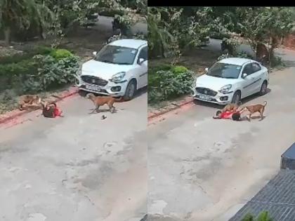 Uttar Pradesh Shocker: Stray Dogs Attack Young Boy in Lucknow; Disturbing Video Surfaces | Uttar Pradesh Shocker: Stray Dogs Attack Young Boy in Lucknow; Disturbing Video Surfaces Uttar Pradesh Shocker: Stray Dogs Attack Young Boy in Lucknow; Disturbing Video Surfaces | Uttar Pradesh Shocker: Stray Dogs Attack Young Boy in Lucknow; Disturbing Video Surfaces
