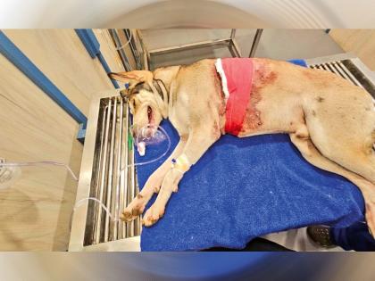 Mumbai Shocker: Stray Dog Shot in Andheri For Barking, Residents Rally to Save Its Life Amid Outrage | Mumbai Shocker: Stray Dog Shot in Andheri For Barking, Residents Rally to Save Its Life Amid Outrage
