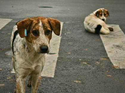 Age, sterilization, and diseases: Mumbai's stray dog census set to begin in June | Age, sterilization, and diseases: Mumbai's stray dog census set to begin in June