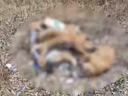 Telangana: 50 Stray Dogs Die After Being Sedated and Relocated by Officials in Mancherial | Telangana: 50 Stray Dogs Die After Being Sedated and Relocated by Officials in Mancherial Telangana: 50 Stray Dogs Die After Being Sedated and Relocated by Officials in Mancherial | Telangana: 50 Stray Dogs Die After Being Sedated and Relocated by Officials in Mancherial
