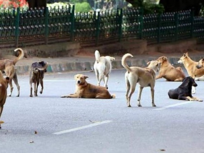Stray Dog Menace: Supreme Court Asks, Can Dog Issue Be Resolved by Animal Birth Control Rules 2023? | Stray Dog Menace: Supreme Court Asks, Can Dog Issue Be Resolved by Animal Birth Control Rules 2023?