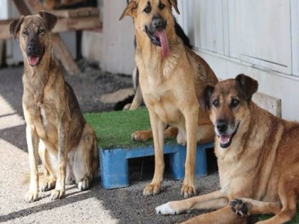 Antirabies Vaccine Drive in Mumbai: 26,951 Stray Dogs Receive Vaccine Jab | Antirabies Vaccine Drive in Mumbai: 26,951 Stray Dogs Receive Vaccine Jab