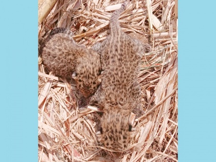 Pune: Three Leopard Cubs Found in a Sugarcane Field in Inamgaon | Pune: Three Leopard Cubs Found in a Sugarcane Field in Inamgaon