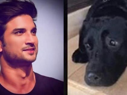 Sushant Singh Rajput's pet dog Fudge running around the house, trying to find the actor | Sushant Singh Rajput's pet dog Fudge running around the house, trying to find the actor