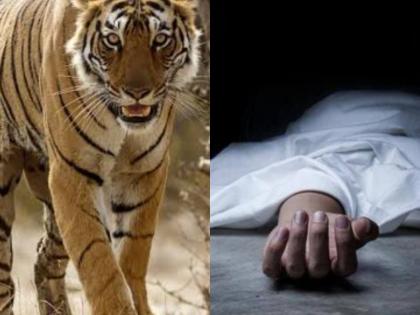 Gondia: 30-year-old woman killed in tiger attack | Gondia: 30-year-old woman killed in tiger attack Gondia: 30-year-old woman killed in tiger attack | Gondia: 30-year-old woman killed in tiger attack