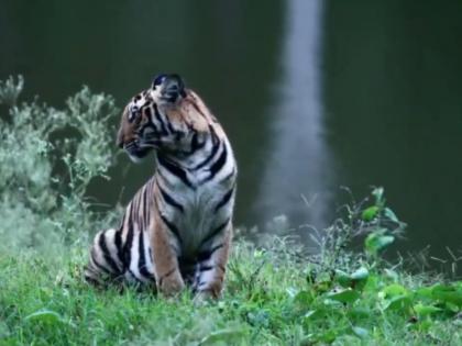 Tadoba-Andhari Tiger Reserve Scraps Half-Day Buffer Safaris, Introduces Costlier Full-Day Rides at Rs 50,000 | Tadoba-Andhari Tiger Reserve Scraps Half-Day Buffer Safaris, Introduces Costlier Full-Day Rides at Rs 50,000 Tadoba-Andhari Tiger Reserve Scraps Half-Day Buffer Safaris, Introduces Costlier Full-Day Rides at Rs 50,000 | Tadoba-Andhari Tiger Reserve Scraps Half-Day Buffer Safaris, Introduces Costlier Full-Day Rides at Rs 50,000
