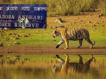 Maharashtra: Brothers booked for Rs 12 crore fraud at Tadoba Andhari Tiger Reserve | Maharashtra: Brothers booked for Rs 12 crore fraud at Tadoba Andhari Tiger Reserve