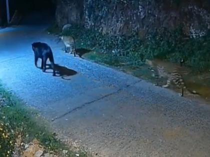 Rare Wildlife Moment: Black Panther Roams with Leopards in Tamil Nadu's Nilgiris (Watch Video) | Rare Wildlife Moment: Black Panther Roams with Leopards in Tamil Nadu's Nilgiris (Watch Video) Rare Wildlife Moment: Black Panther Roams with Leopards in Tamil Nadu's Nilgiris (Watch Video) | Rare Wildlife Moment: Black Panther Roams with Leopards in Tamil Nadu's Nilgiris (Watch Video)