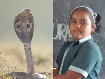 8-year-old schoolgirl dies of snake bite in Sangli | 8-year-old schoolgirl dies of snake bite in Sangli