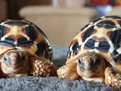 Mumbai: 10 rare star tortoises seized from Crawford market | Mumbai: 10 rare star tortoises seized from Crawford market