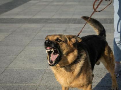Thane: Child Bitten by Pet Dog, Owner Allegedly Threatens Family; Case Registered Thane: Child Bitten by Pet Dog, Owner Allegedly Threatens Family; Case Registered