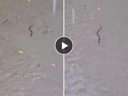 Thane Rains: Snake Spotted Swimming on Flooded Road, Viral Video Creates Panic | Thane Rains: Snake Spotted Swimming on Flooded Road, Viral Video Creates Panic
