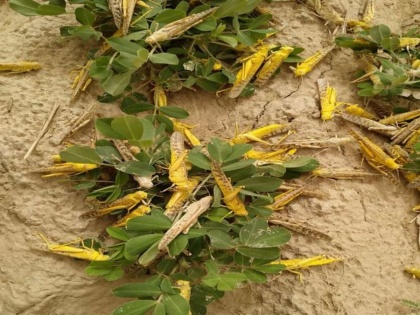 3.60 lakh hectares hit in Rajasthan's worst locust attack in 60 years | 3.60 lakh hectares hit in Rajasthan's worst locust attack in 60 years