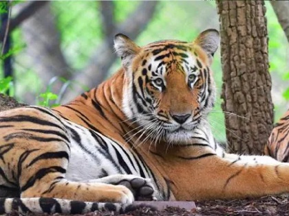 Gadchiroli: STF held 11 people, 5 minors in tiger poaching case | Gadchiroli: STF held 11 people, 5 minors in tiger poaching case