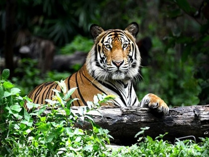 New Guidelines: Mobile Towers Banned in Core Tiger Habitats | New Guidelines: Mobile Towers Banned in Core Tiger Habitats