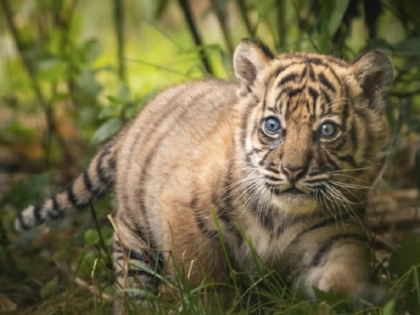 Shocking! France couple orders Kitten online worth 5 lakhs, receives tiger cub instead | Shocking! France couple orders Kitten online worth 5 lakhs, receives tiger cub instead