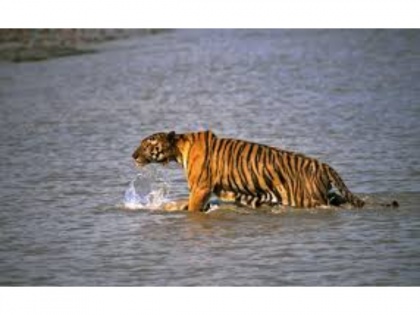 Shocking Video! Tigress cub picking up a plastic bottle in Tadoba, video goes viral | Shocking Video! Tigress cub picking up a plastic bottle in Tadoba, video goes viral
