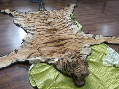 Pune and Nagpur Customs Teams Bust Tiger Skin Smuggling Ring in Jalgaon, Six Arrested (Watch Video) | Pune and Nagpur Customs Teams Bust Tiger Skin Smuggling Ring in Jalgaon, Six Arrested (Watch Video) Pune and Nagpur Customs Teams Bust Tiger Skin Smuggling Ring in Jalgaon, Six Arrested (Watch Video) | Pune and Nagpur Customs Teams Bust Tiger Skin Smuggling Ring in Jalgaon, Six Arrested (Watch Video)