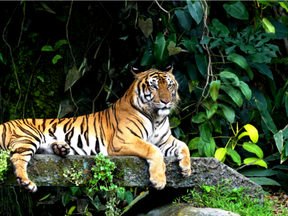 Tiger found dead in Tumsar forest range, electrocution suspected | Tiger found dead in Tumsar forest range, electrocution suspected