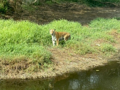 Mumbai: Tiger Safari at Sanjay Gandhi National Park Roars Back After Renovations, Attracting 5,000 Visitors Daily | Mumbai: Tiger Safari at Sanjay Gandhi National Park Roars Back After Renovations, Attracting 5,000 Visitors Daily