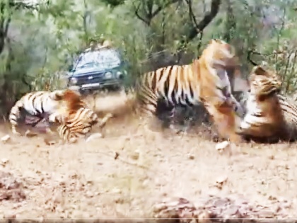 Tiger Fight Video: Tourist Captures Veera and Bhela's Fierce Battle in Maharashtra's Tadoba-Andhari Tiger Reserve | Tiger Fight Video: Tourist Captures Veera and Bhela's Fierce Battle in Maharashtra's Tadoba-Andhari Tiger Reserve