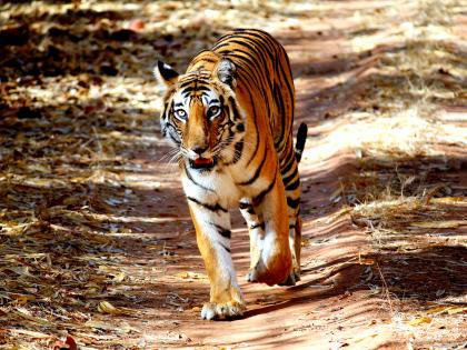 Chandrapur: Tigress found dead in Bhadravati village raises concerns over tiger safety | Chandrapur: Tigress found dead in Bhadravati village raises concerns over tiger safety