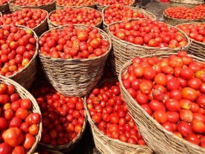 Kolhapur farmer falls victim to tomato tobbery as prices skyrocket; tomatoes worth Rs 60,000-70,000 stolen | Kolhapur farmer falls victim to tomato tobbery as prices skyrocket; tomatoes worth Rs 60,000-70,000 stolen