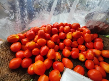 Tomato prices decline in Mumbai markets after fresh arrival | Tomato prices decline in Mumbai markets after fresh arrival