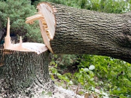 Nagpur Municipality Faces Criticism Over Tree Felling | Nagpur Municipality Faces Criticism Over Tree Felling