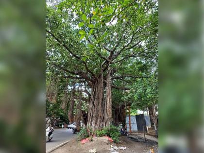 Nashik: NMC's Removal of Indigenous Trees on Gangapur Road Sparks Outcry from Environmentalists | Nashik: NMC's Removal of Indigenous Trees on Gangapur Road Sparks Outcry from Environmentalists Nashik: NMC's Removal of Indigenous Trees on Gangapur Road Sparks Outcry from Environmentalists | Nashik: NMC's Removal of Indigenous Trees on Gangapur Road Sparks Outcry from Environmentalists