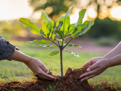 Environment Day 2025: Government Aims to Plant 10 Crore Trees from June 5 to September 30 | Environment Day 2025: Government Aims to Plant 10 Crore Trees from June 5 to September 30 Environment Day 2025: Government Aims to Plant 10 Crore Trees from June 5 to September 30 | Environment Day 2025: Government Aims to Plant 10 Crore Trees from June 5 to September 30