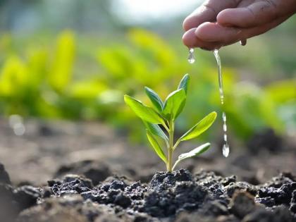 Maharashtra: 1 crore saplings to be planted in Latur between August 7-13 | Maharashtra: 1 crore saplings to be planted in Latur between August 7-13