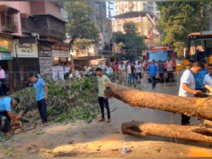 Thane: Bikes Crushed as Tree Falls During Road Widening Work in Dombivli (Watch Video)