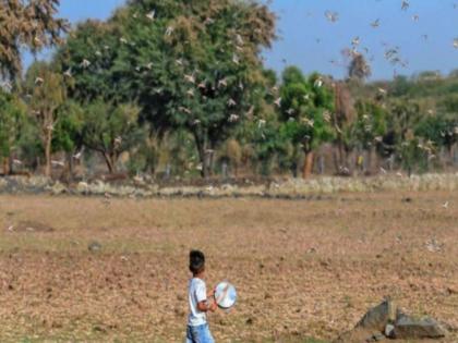 Locusts Attack in India: How well prepared are the States