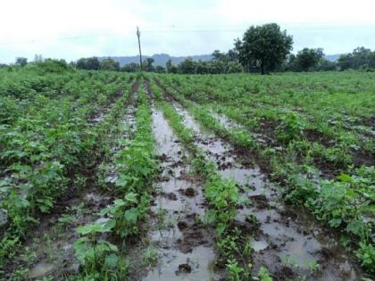 Over one lakh hectares of crops in state hit by heavy rainfall | Over one lakh hectares of crops in state hit by heavy rainfall