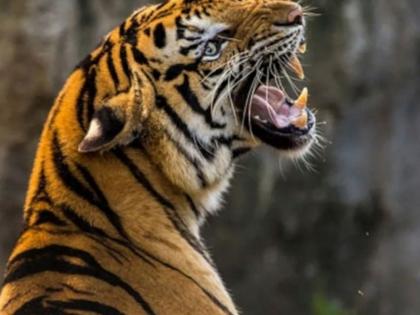 Nagpur: Tiger Menace Grips Parshivani, Dozens of Animals Killed | Nagpur: Tiger Menace Grips Parshivani, Dozens of Animals Killed